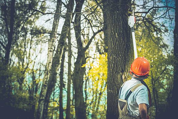 How Our Tree Care Process Works  in  Waianae, HI