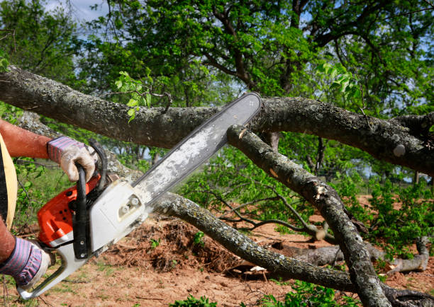 Best Seasonal Cleanup  in Waianae, HI